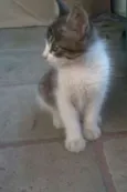 Mel