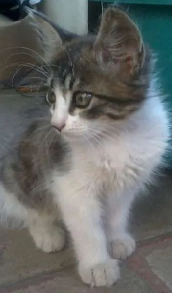 Gato ra a  idade 2 a 6 meses nome Mel