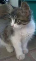 Mel