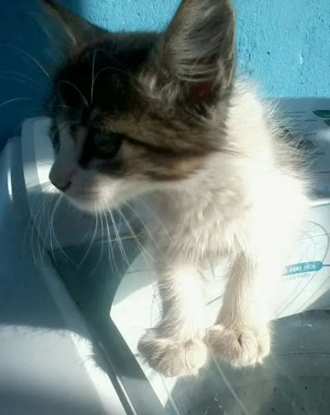 Gato ra a  idade 2 a 6 meses nome Mel