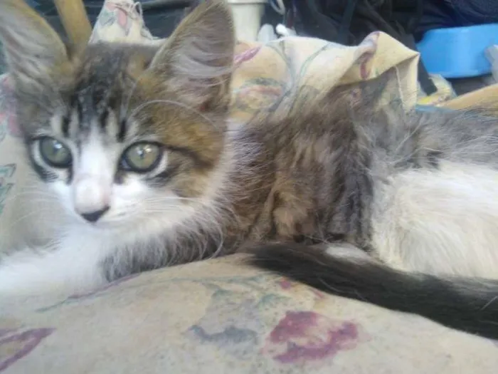 Gato ra a  idade 2 a 6 meses nome Mel