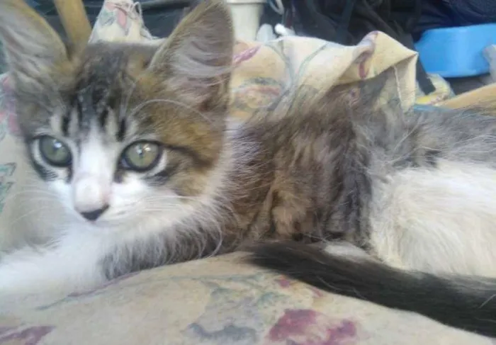 Gato ra a  idade 2 a 6 meses nome Mel
