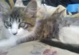 Mel