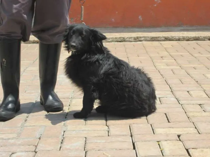 Cachorro ra a MIX DE BORDER idade 2 anos nome BILLY