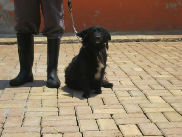 Cachorro ra a MIX DE BORDER idade 2 anos nome BILLY