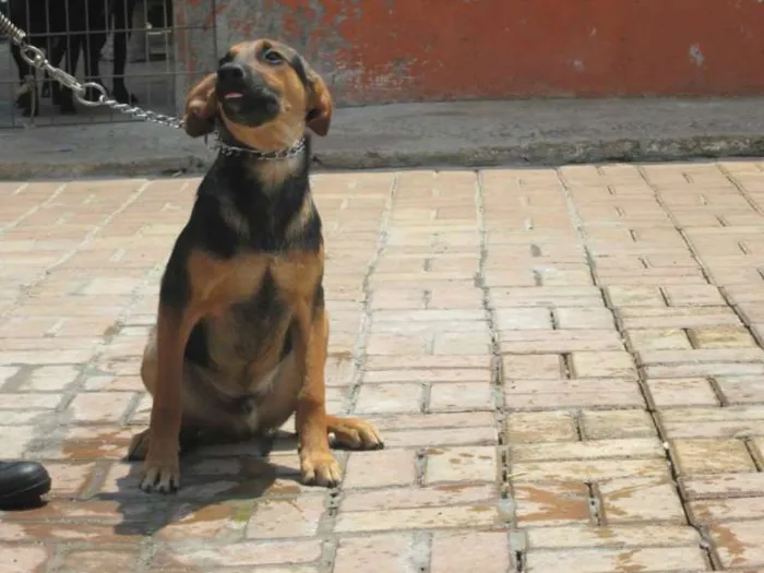 Cachorro raça SRD idade 7 a 11 meses nome CROMOS