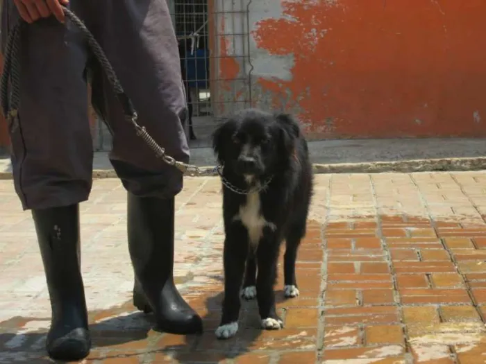 Cachorro raça SRD idade 2 anos nome FOX