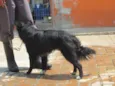 Cachorro raça SRD idade 2 anos nome FOX