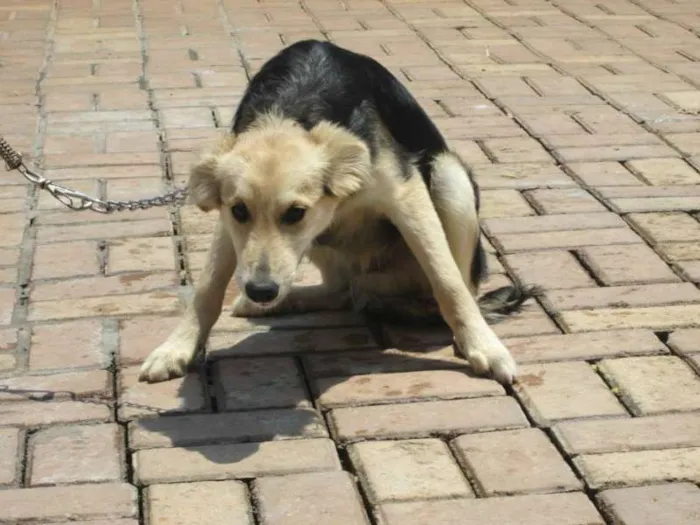 Cachorro raça SRD idade 7 a 11 meses nome HERMES