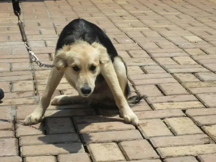 Cachorro raça SRD idade 7 a 11 meses nome HERMES