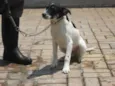 ARES
