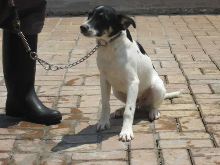 Cachorro raça SRD idade 7 a 11 meses nome ARES