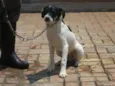 ARES