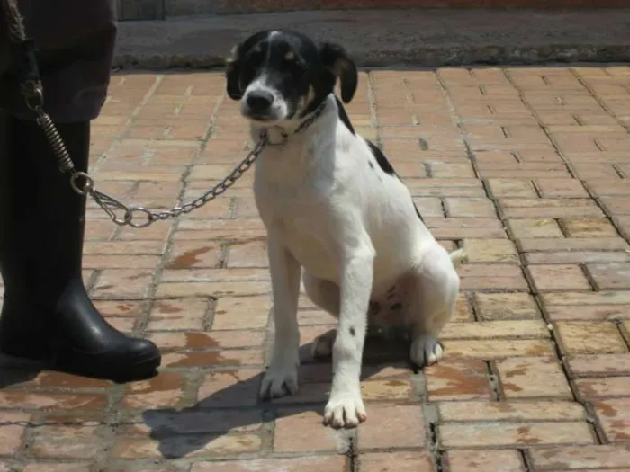 Cachorro raça SRD idade 7 a 11 meses nome ARES