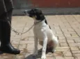 ARES