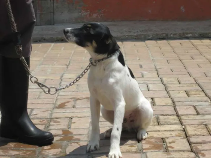 Cachorro raça SRD idade 7 a 11 meses nome ARES