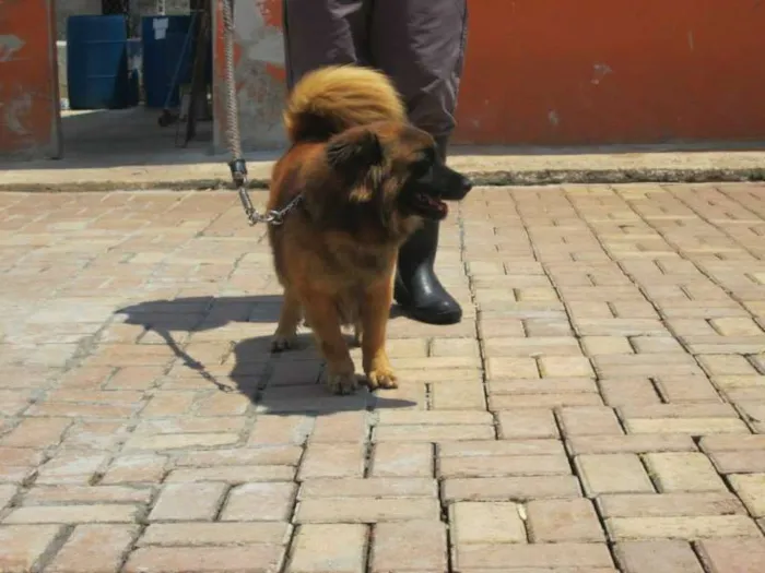 Cachorro raça SRD idade 3 anos nome CAMURÇA