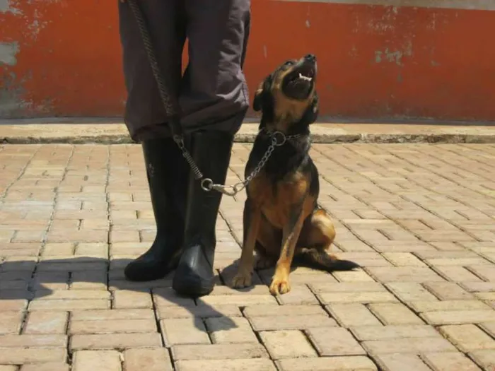 Cachorro ra a SRD idade 2 anos nome LIPINHO