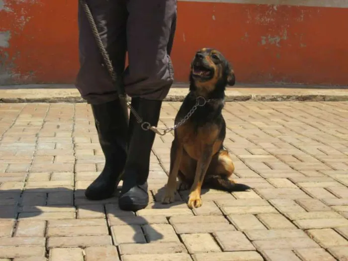 Cachorro ra a SRD idade 2 anos nome LIPINHO