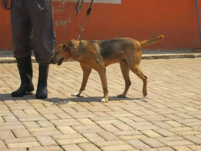 Cachorro ra a SRD idade 4 anos nome LUCAS