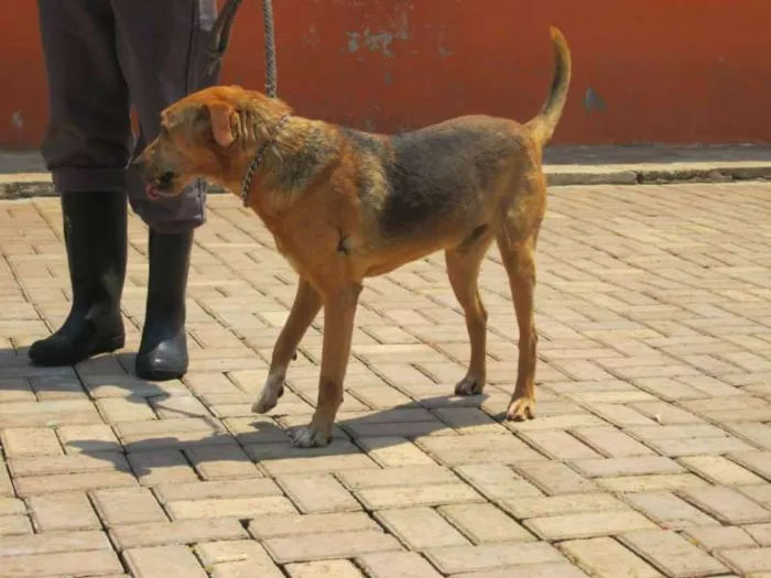 Cachorro ra a SRD idade 4 anos nome LUCAS