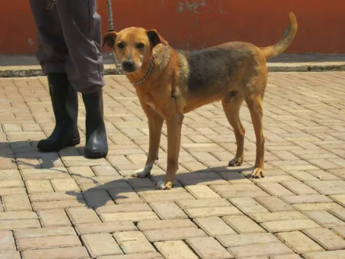 Cachorro ra a SRD idade 4 anos nome LUCAS