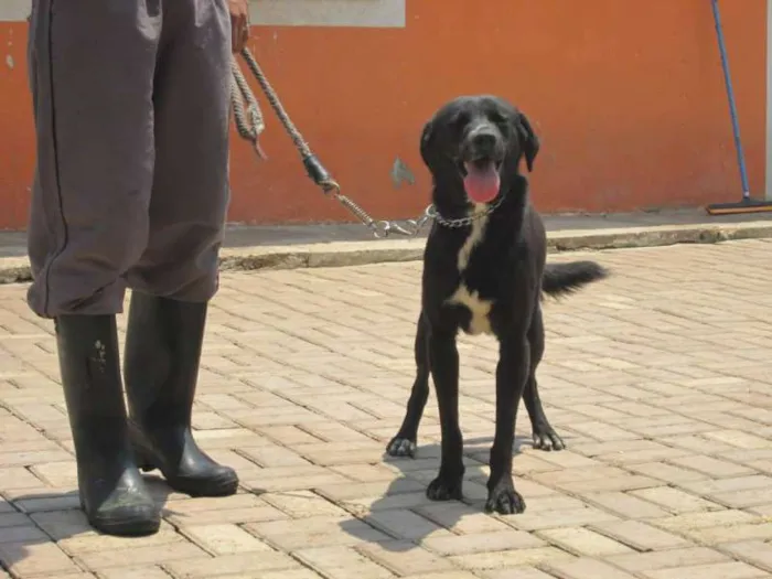 Cachorro ra a SRD idade 2 anos nome Marquinhos