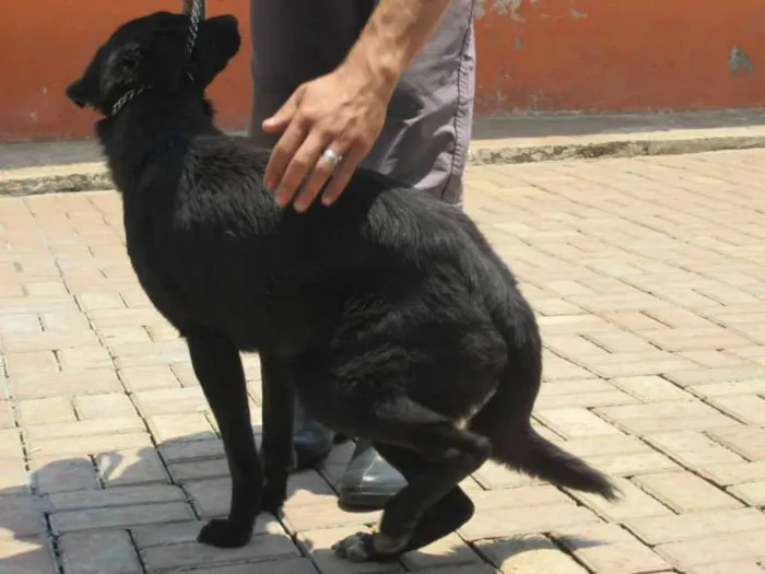Cachorro ra a SRD idade 2 anos nome Marquinhos