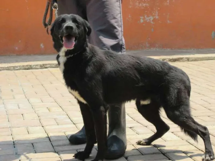 Cachorro ra a SRD idade 2 anos nome Marquinhos
