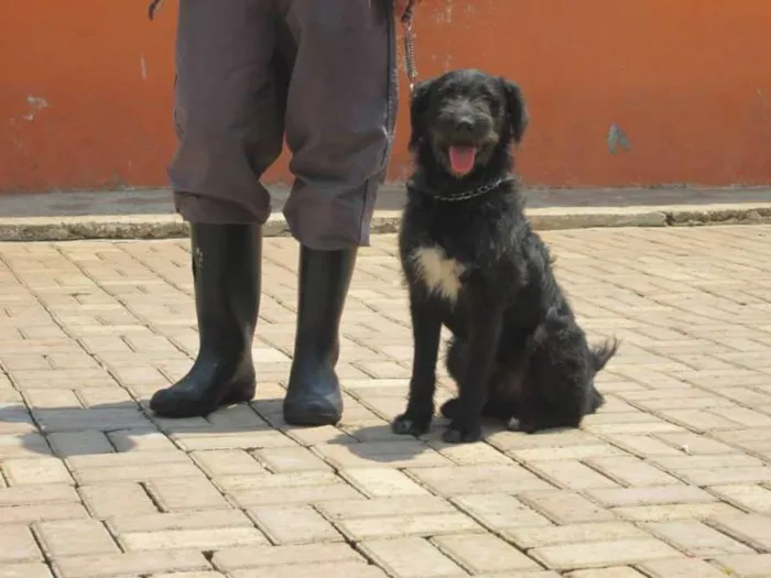 Cachorro ra a SRD idade 2 anos nome PETER