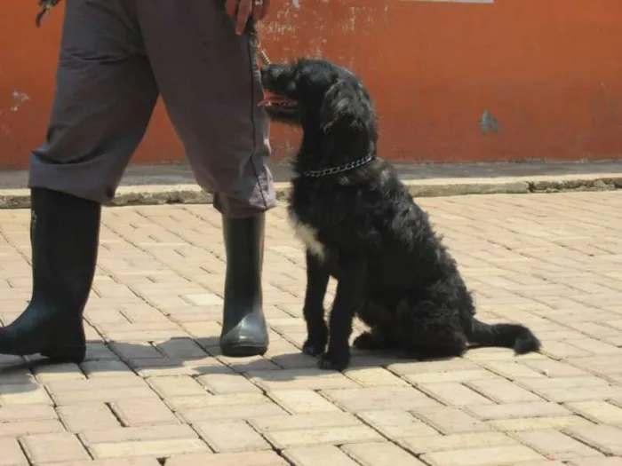 Cachorro ra a SRD idade 2 anos nome PETER