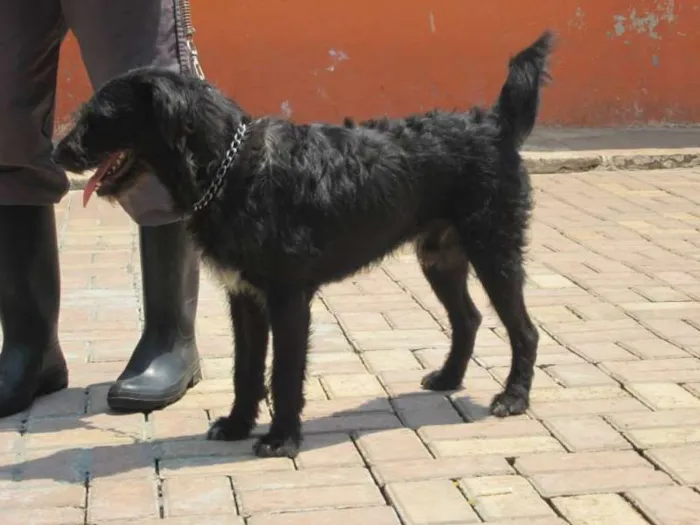 Cachorro ra a SRD idade 2 anos nome PETER