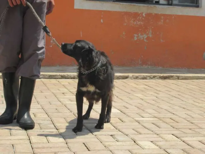 Cachorro ra a SRD idade 2 anos nome PETER