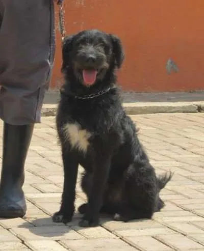 Cachorro ra a SRD idade 2 anos nome PETER