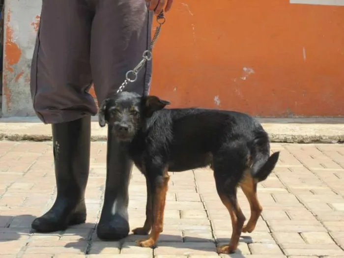 Cachorro ra a SRD idade 4 anos nome RICK