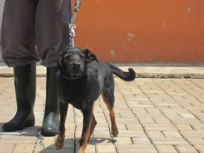 Cachorro ra a SRD idade 4 anos nome RICK
