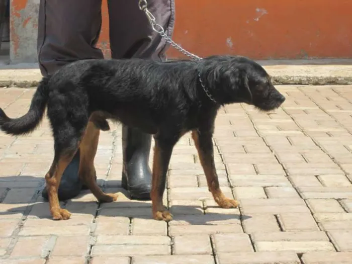 Cachorro ra a SRD idade 4 anos nome RICK