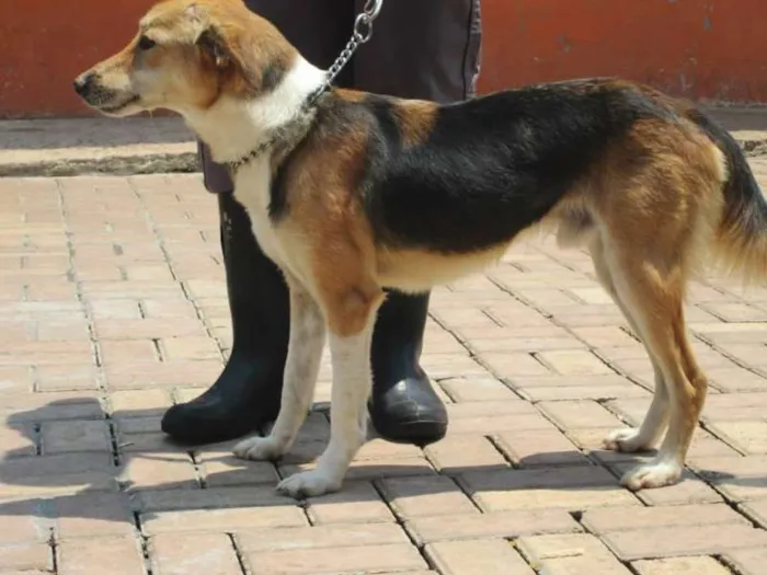 Cachorro ra a SRD idade 2 anos nome VICTOR