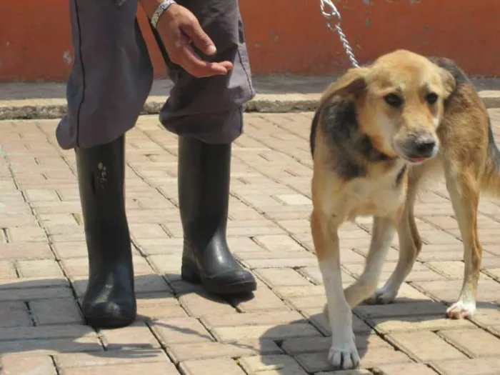 Cachorro ra a SRD idade 2 anos nome VICTOR