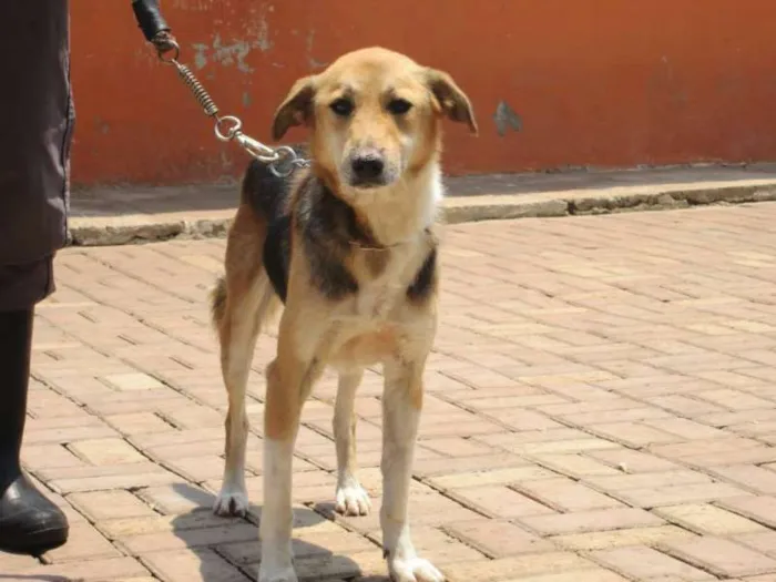 Cachorro ra a SRD idade 2 anos nome VICTOR