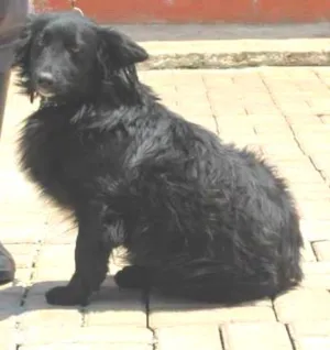 Cachorro raça MIX DE BORDER idade 2 anos nome BILLY