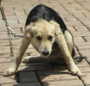 Cachorro raça SRD idade 7 a 11 meses nome HERMES