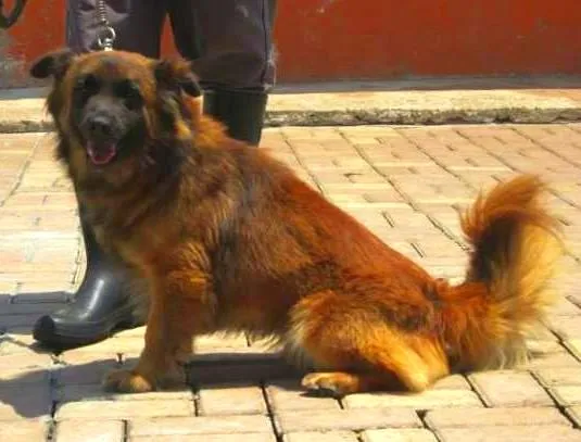 Cachorro raça SRD idade 3 anos nome CAMURÇA