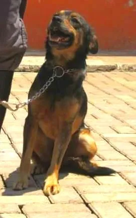 Cachorro raça SRD idade 2 anos nome LIPINHO