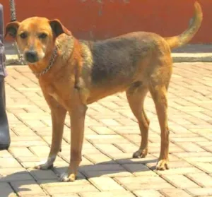 Cachorro raça SRD idade 4 anos nome LUCAS