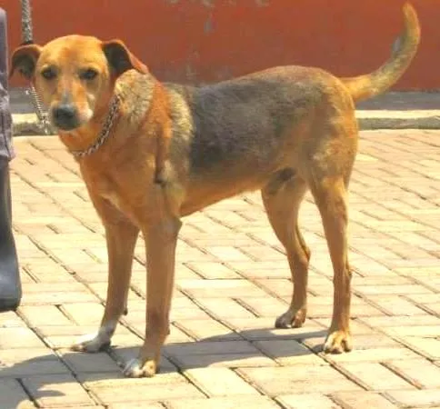 Cachorro ra a SRD idade 4 anos nome LUCAS
