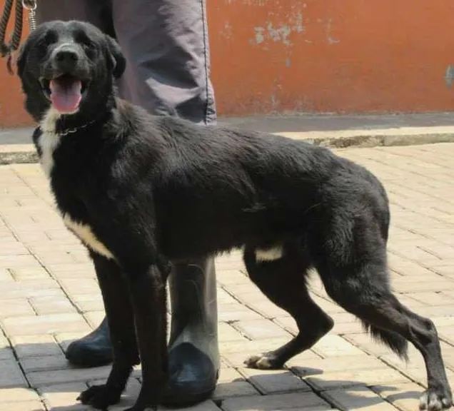 Cachorro ra a SRD idade 2 anos nome Marquinhos