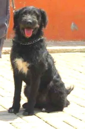 Cachorro raça SRD idade 2 anos nome PETER