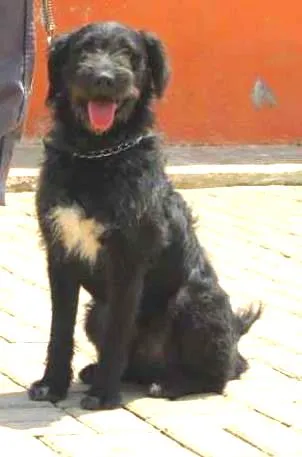 Cachorro ra a SRD idade 2 anos nome PETER