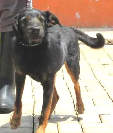 Cachorro ra a SRD idade 4 anos nome RICK